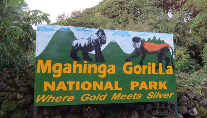 Gorilla-Trekking-in-Mgahinga-Gorilla-National-Park