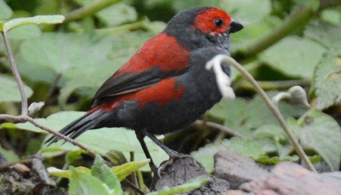 Shelley-Crimsonwing-bwindi