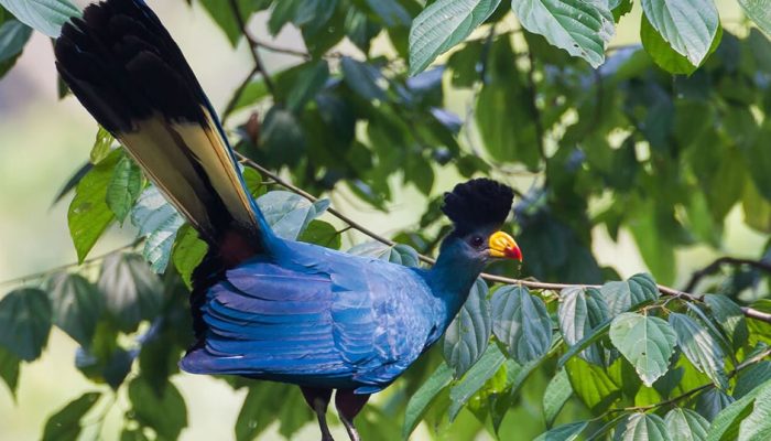 birding-in-bwindi