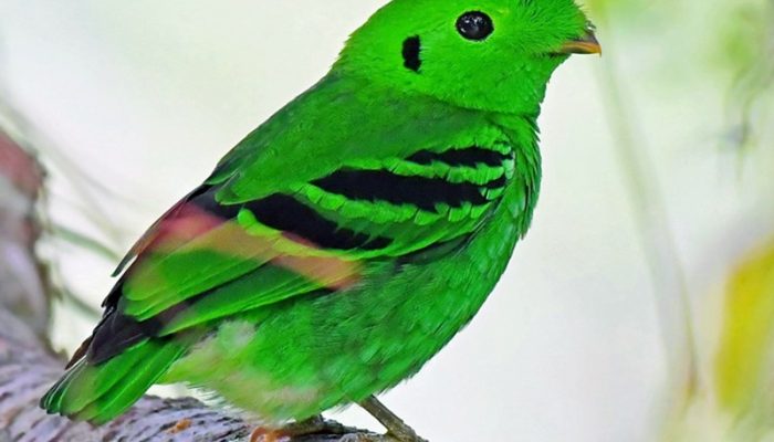 green broadbill-bwindi